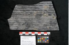 Foto (Objekt + Etikett) von Sigillaria elongata Brongniart (NHMW-GEO-2024-0188-11058)
